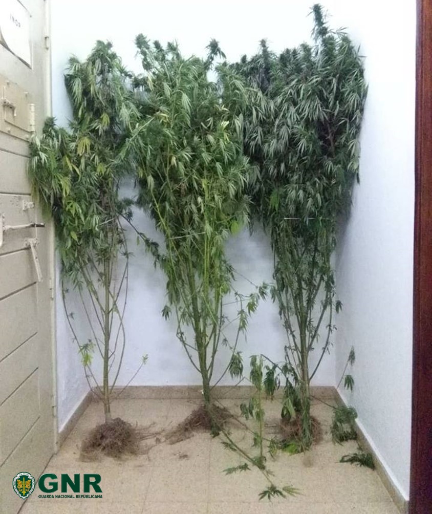 MAÇÃO Homem detido por cultivo de cannabis e condução ilegal Rádio