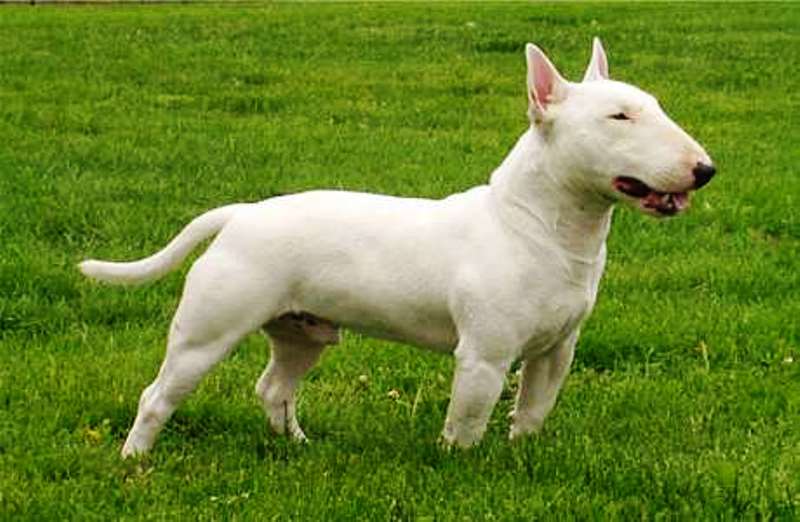 Bull-Terrier-Pit-bull-Breeds-Male-White | Rádio Hertz