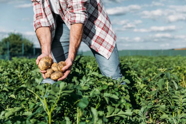 desperdicio-na-agricultura-como-evitar-as-causas-mais-comuns