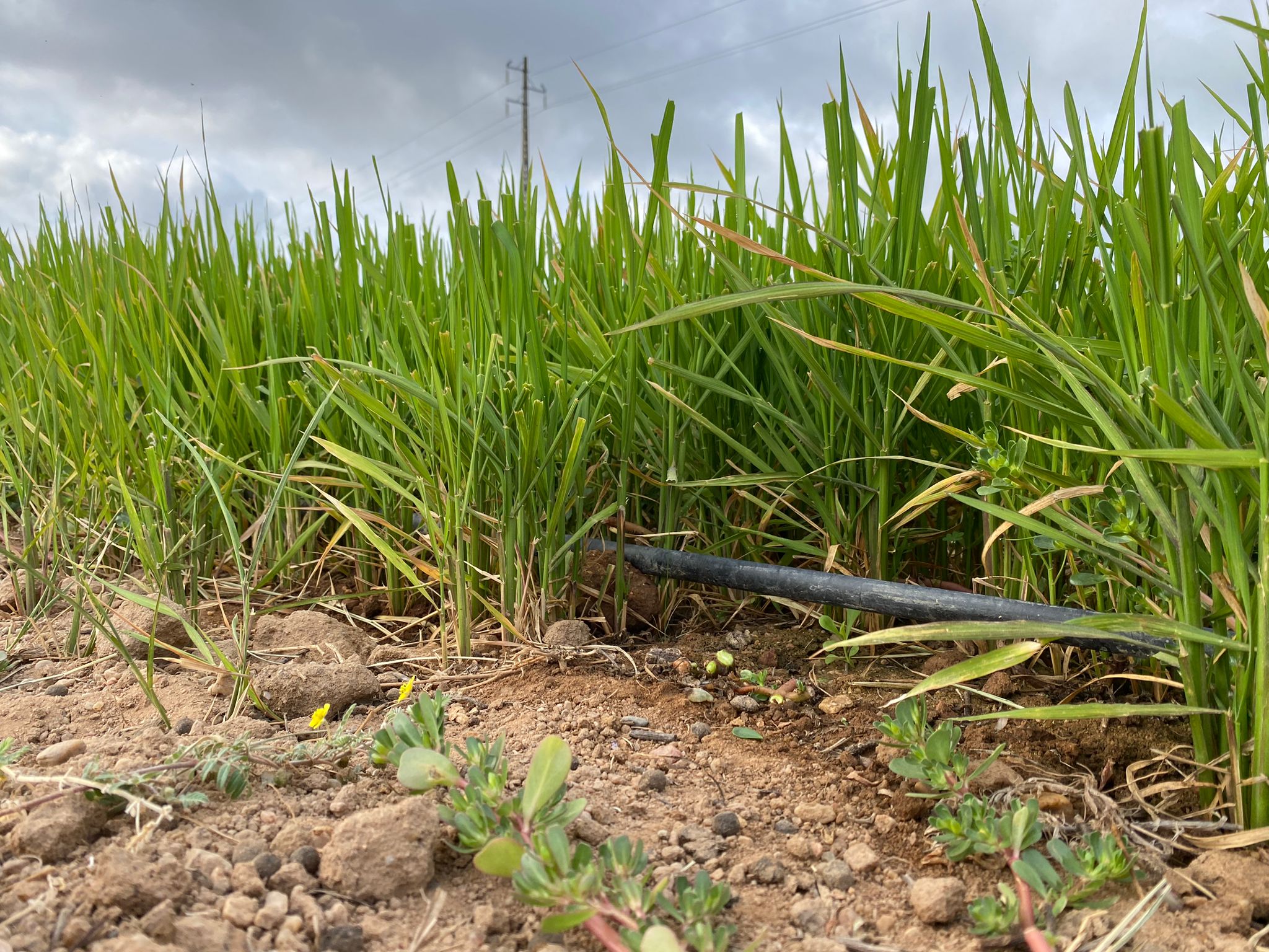 SANTARÉM – Ensaio de rega gota-a-gota na cultura do arroz na Agroglobal ...